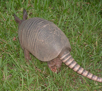 Illustration for article titled Armadillos, Leprosy, and... You?